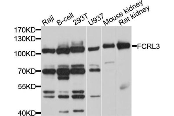 anti-Fc Receptor-Like 3 (FCRL3) antibody
