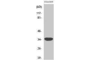 Image no. 1 for anti-Mitochondrial Ribosomal Protein L4 (MRPL4) (Internal Region) antibody (ABIN3185658)