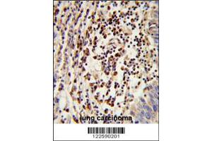 Image no. 1 for anti-Mitochondrial Amidoxime Reducing Component 2 (MARC2) antibody (ABIN2446023)