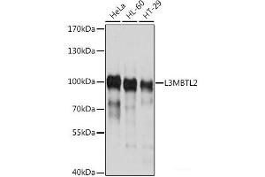 Western blot analysis of extracts of various cell lines using L3MBTL2 Polyclonal Antibody at dilution of 1:1000.
