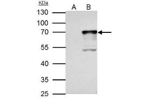 Image no. 4 for anti-Nuclear Respiratory Factor 1 (NRF1) (Center) antibody (ABIN2855569)