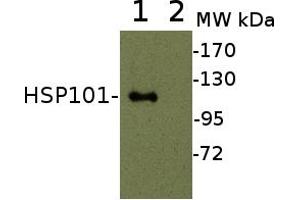 Image no. 1 for anti-Heat-Shock Protein 101 (HSP101) (N-Term) antibody (ABIN3155733)