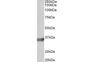 Image no. 3 for anti-POU Class 2 Associating Factor 1 (POU2AF1) (C-Term) antibody (ABIN184851)
