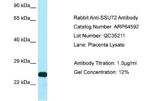 Image no. 1 for anti-SSU72 RNA Polymerase II CTD Phosphatase Homolog (SSU72) (C-Term) antibody (ABIN2789887)
