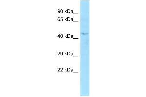 Image no. 1 for anti-Exonuclease 5 (EXO5) (C-Term) antibody (ABIN2790537)