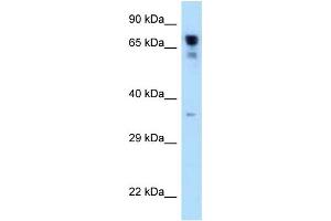 Image no. 1 for anti-Arginyl-tRNA Synthetase (RARS) (C-Term) antibody (ABIN2789369)