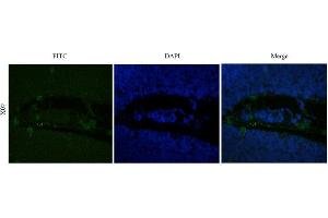 Immunofluorescence (IF) image for anti-IL2RA (Basiliximab Biosimilar) antibody (ABIN5668050)