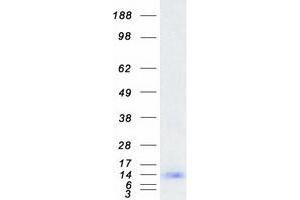 Image no. 1 for Small Proline Rich Protein 1A (SPRR1A) protein (Myc-DYKDDDDK Tag) (ABIN2732616)