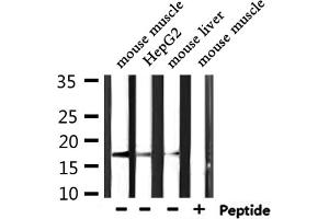 Western blot analysis of extracts from mouse muscle ,HepG2,mouse liver, using KLRC2/4 Antibody.