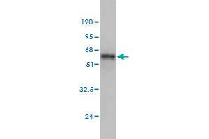 MAD2L1 antibody  (AA 1-205)
