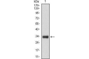 Image no. 2 for anti-Goosecoid Homeobox (GSC) (AA 191-257) antibody (ABIN1724853)