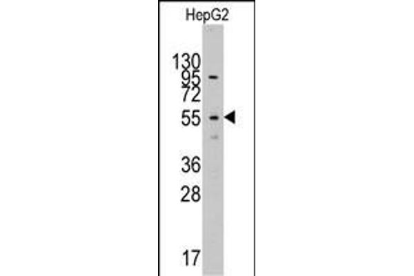 LAP3 anticorps  (N-Term)