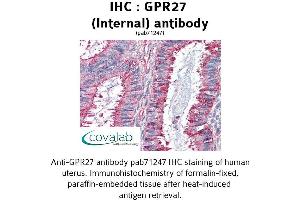 Image no. 2 for anti-G Protein-Coupled Receptor 27 (GPR27) (Internal Region) antibody (ABIN1735041)
