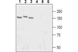 Western blot analysis of rat lung (lanes 1 and 4), rat brain (lanes 2 and 5) and hippocampus (lanes 3 and 6) lysates: - 1-3.