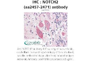 Image no. 3 for anti-Notch 2 (NOTCH2) (AA 2457-2471) antibody (ABIN1737435)