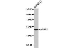 Image no. 2 for anti-Arrestin, beta 2 (ARRB2) antibody (ABIN3021620)