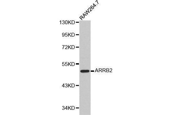 Arrestin 3 antibody  (AA 300-400)