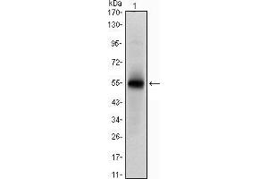 Image no. 4 for anti-Musashi Homolog 1 (Drosophila) (MSI1) antibody (ABIN969294)
