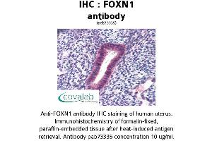 Image no. 1 for anti-Forkhead Box N1 (FOXN1) (AA 585-648) antibody (ABIN1734420)