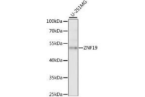 Image no. 1 for anti-Zinc Finger Protein 19 (ZNF19) antibody (ABIN6291091)