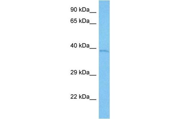 KCNAB2 antibody  (C-Term)