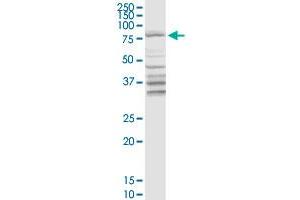 Image no. 2 for anti-Aspartyl-tRNA Synthetase 2, Mitochondrial (DARS2) (AA 1-645) antibody (ABIN949420)