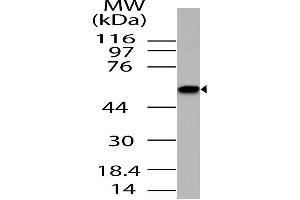 Image no. 1 for anti-Mitogen-Activated Protein Kinase Associated Protein 1 (MAPKAP1) (AA 250-522) antibody (ABIN5027356)