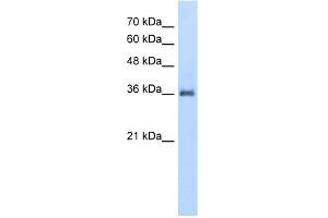 Image no. 1 for anti-Phosphatidic Acid Phosphatase Type 2A (PPAP2A) (N-Term) antibody (ABIN2775553)