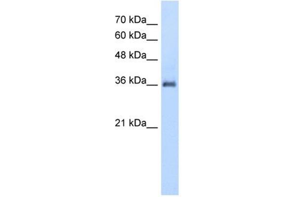 PPAP2A 抗体  (N-Term)