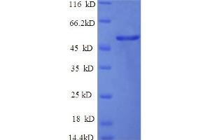 Image no. 1 for Indoleamine 2,3-Dioxygenase 1 (IDO1) (AA 1-403), (full length) protein (His tag) (ABIN5709703)