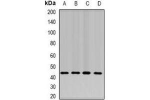 Image no. 3 for anti-RD RNA Binding Protein (RDBP) antibody (ABIN2966837)