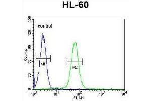Image no. 1 for anti-Immunoglobulin Heavy Constant gamma 1 (G1m Marker) (IGHG1) (AA 154-180), (Middle Region) antibody (ABIN952862)