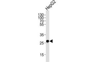 Image no. 3 for anti-Enoyl-CoA Delta Isomerase 1 (ECI1) antibody (ABIN3003901)