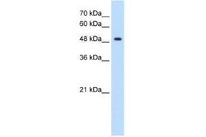 Image no. 1 for anti-Glycerate Kinase (GLYCTK) (N-Term) antibody (ABIN2783111)