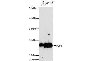POP5 antibody  (AA 50-150)