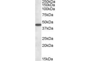 Image no. 1 for anti-Aminoadipate Aminotransferase (AADAT) (Internal Region) antibody (ABIN334338)