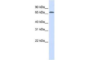 Image no. 1 for anti-Interferon Regulatory Factor 2 Binding Protein 1 (IRF2BP1) (Middle Region) antibody (ABIN631692)