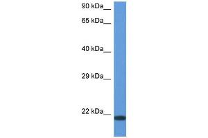 Image no. 1 for anti-CD70 Molecule (CD70) (N-Term) antibody (ABIN2774311)