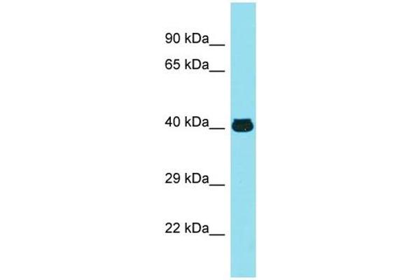 MFSD2A 抗体  (N-Term)