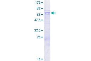 Image no. 1 for Basic Leucine Zipper and W2 Domains 1 (BZW1) (AA 1-353) protein (GST tag) (ABIN1347005)