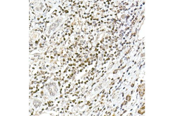 TCF7 antibody