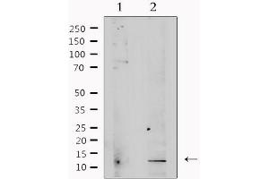 Image no. 4 for anti-Transforming Growth Factor, beta 3 (TGFB3) antibody (ABIN6265548)
