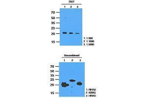 Image no. 1 for anti-GTPase NRas (NRAS) antibody (ABIN781533)