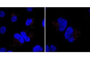 Image no. 2 for anti-Mindbomb E3 Ubiquitin Protein Ligase 1 (MIB1) (N-Term) antibody (ABIN357602)