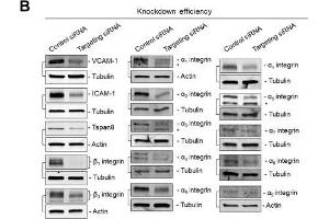 Immunoblots showing siRNA-mediated knockdown efficiencies corresponding to data of Figure 1.