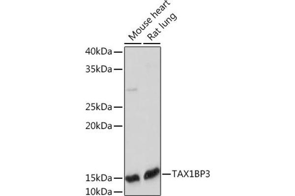 TAX1BP3 抗体