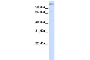 Image no. 1 for anti-Tankyrase 1 Binding Protein 1, 182kDa (TNKS1BP1) (Middle Region) antibody (ABIN2787645)