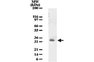 Image no. 1 for anti-Peptidoglycan Recognition Protein 3 (PGLYRP3) antibody (ABIN531969)