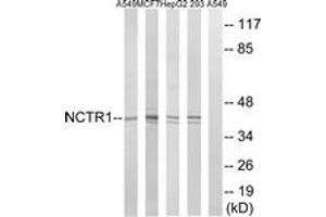 Image no. 1 for anti-Natural Cytotoxicity Triggering Receptor 1 (NCR1) (AA 145-194) antibody (ABIN1535078)