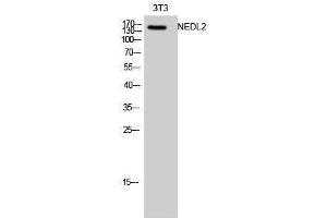 Image no. 1 for anti-HECT, C2 and WW Domain Containing E3 Ubiquitin Protein Ligase 2 (HECW2) (Internal Region) antibody (ABIN3185812)